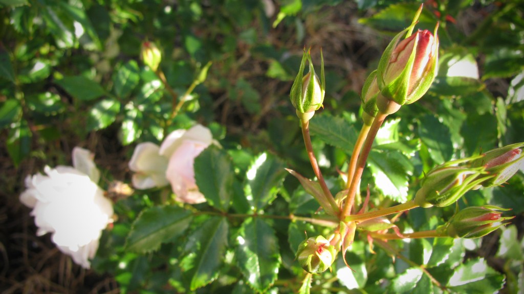 IMG_0133a.jpg