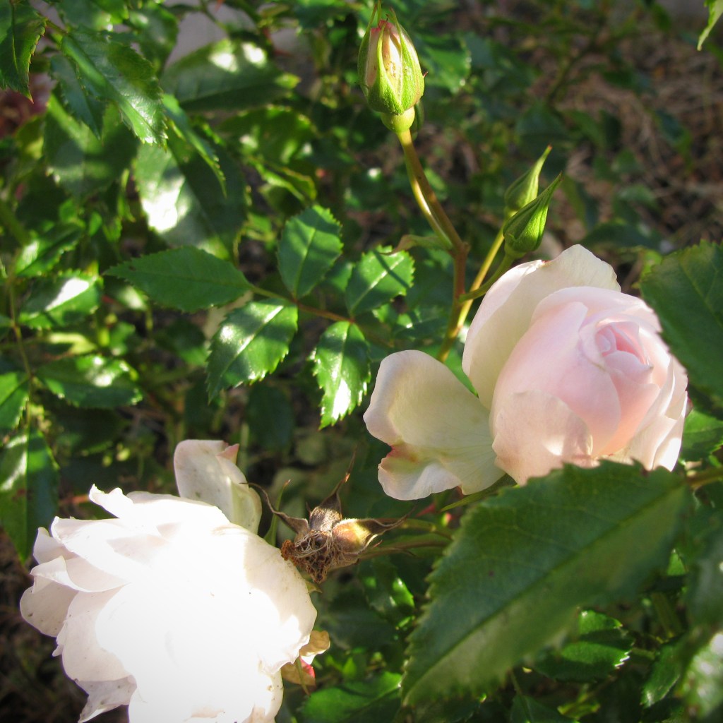 IMG_0134a.jpg