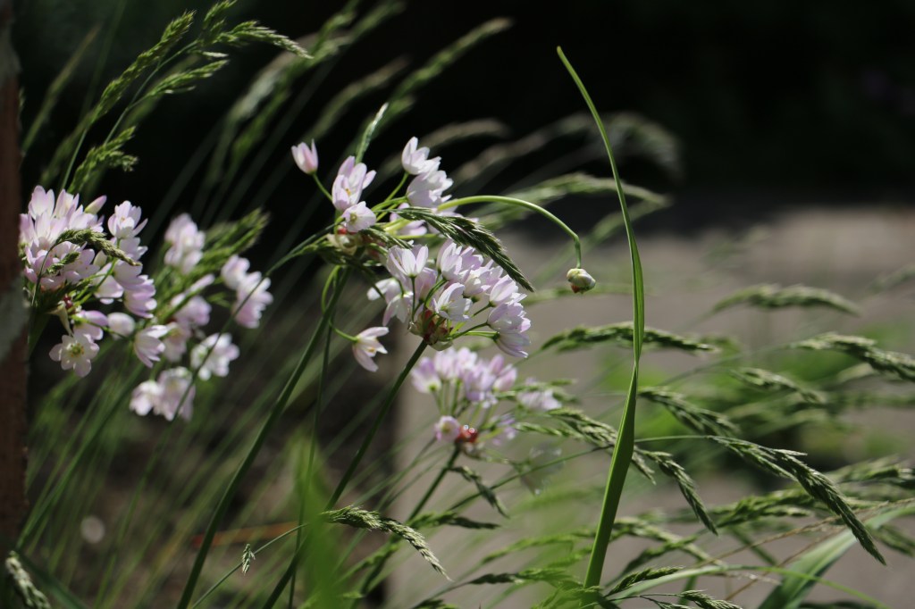 Garden in May
