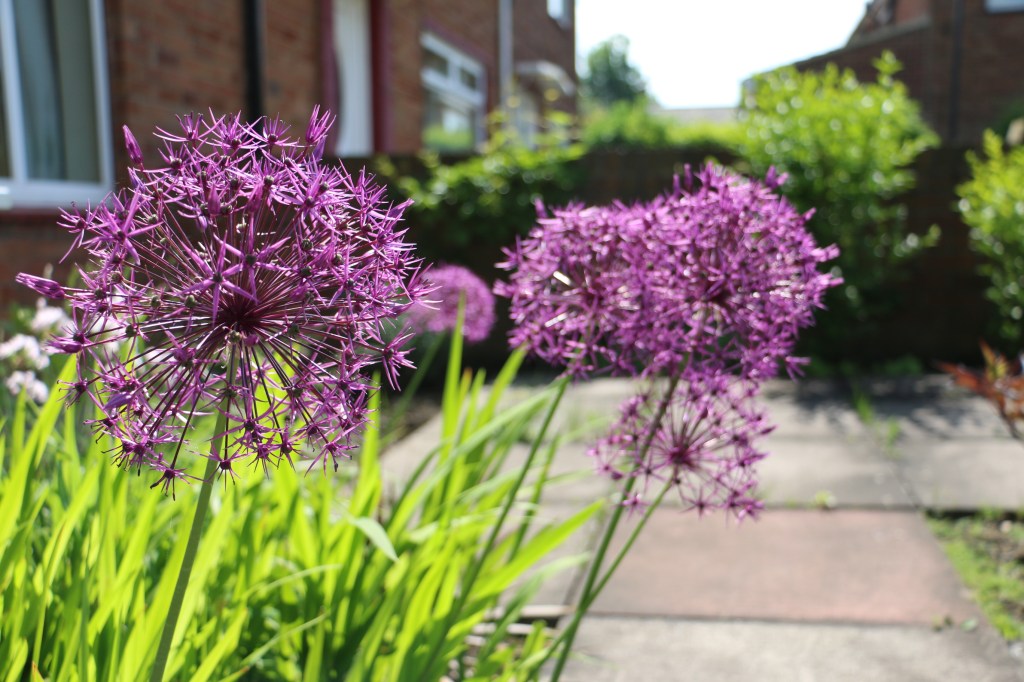 Garden in May