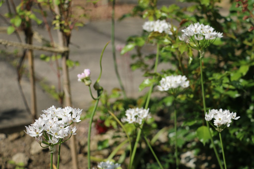 Garden in May