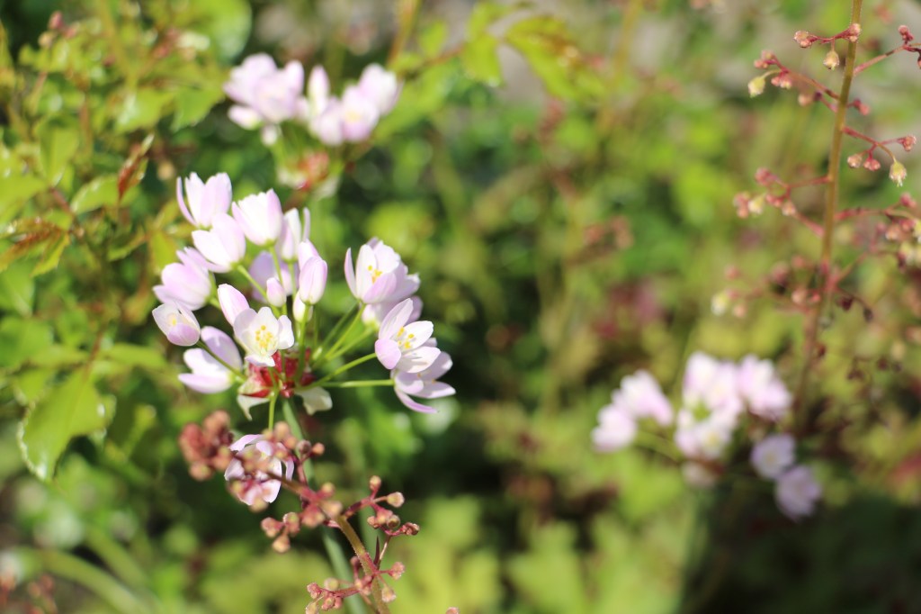 Garden in May