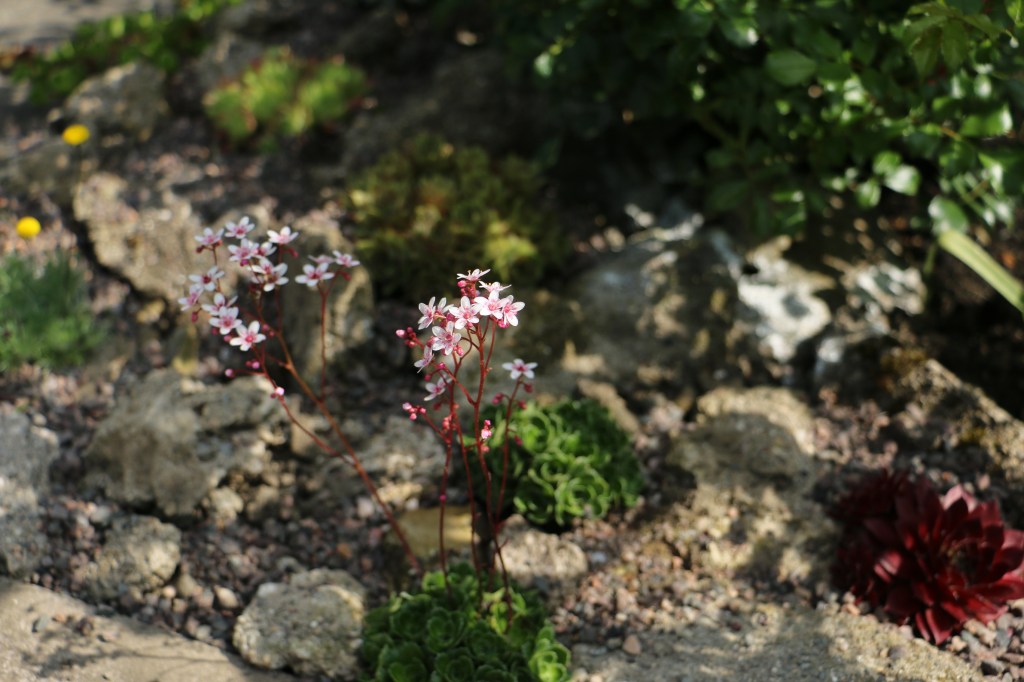 Garden in May