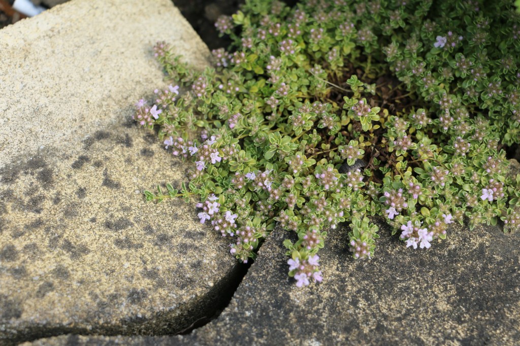 Garden in May