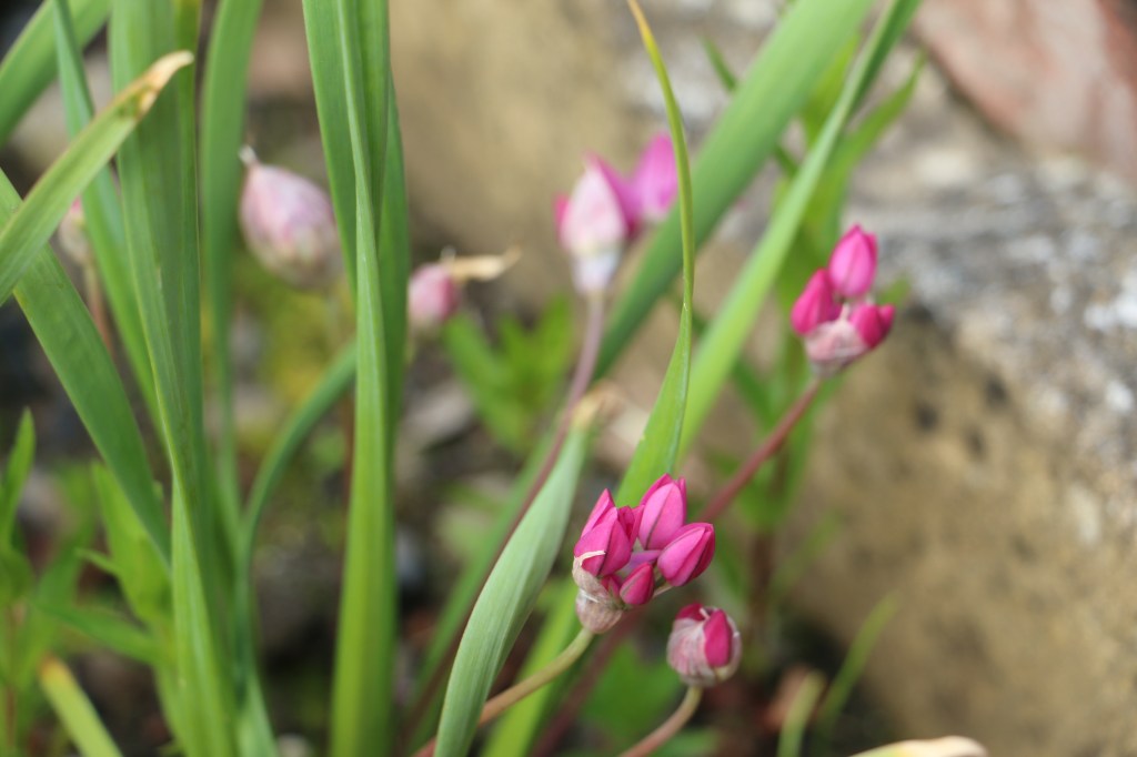 Garden in May