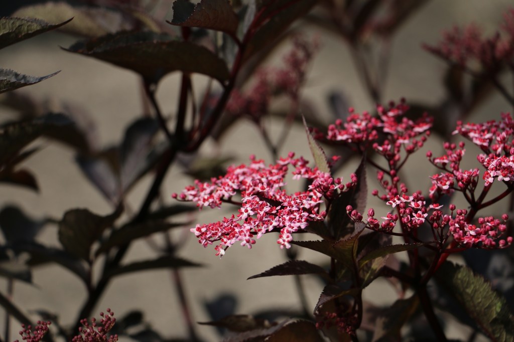Garden in May