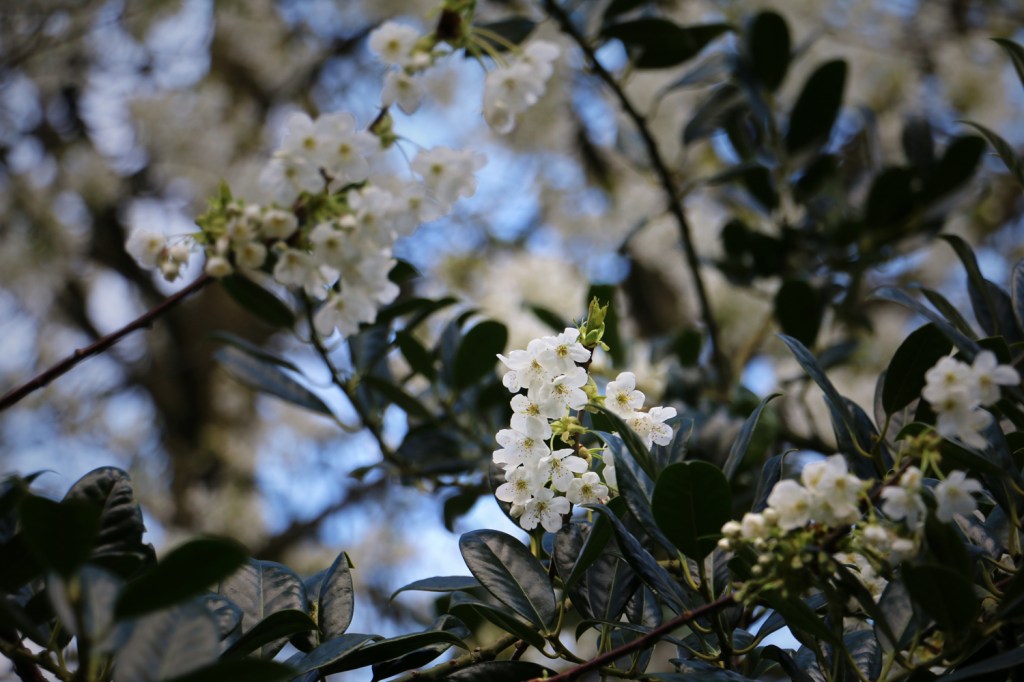 Spring blossom