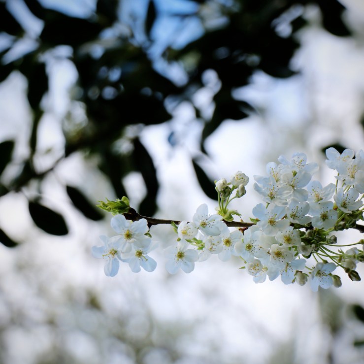 Spring blossom