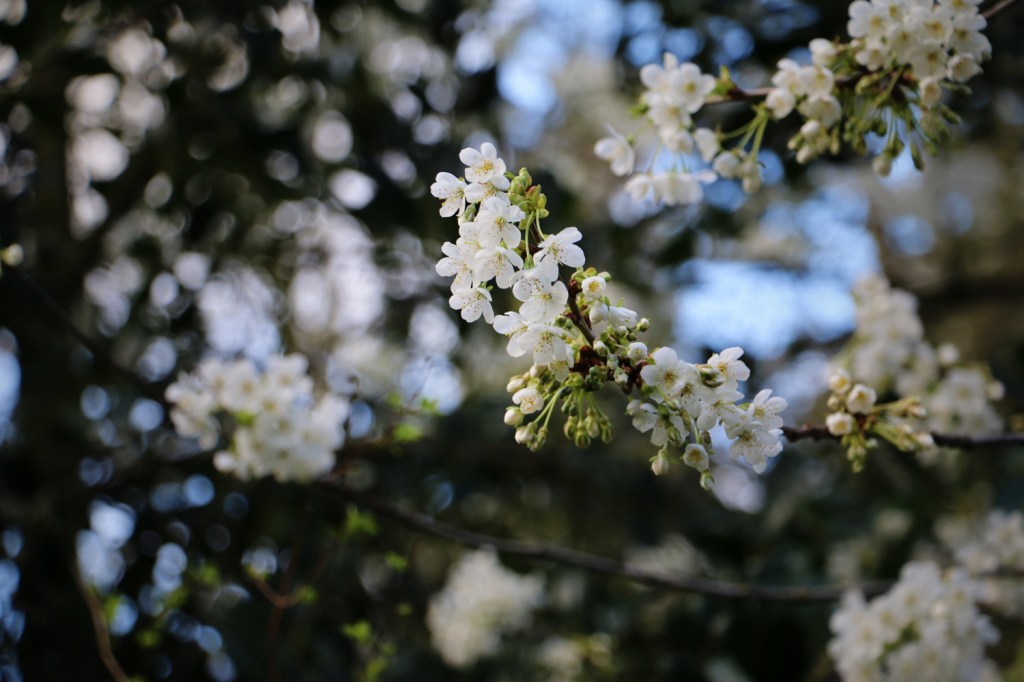 Spring blossom