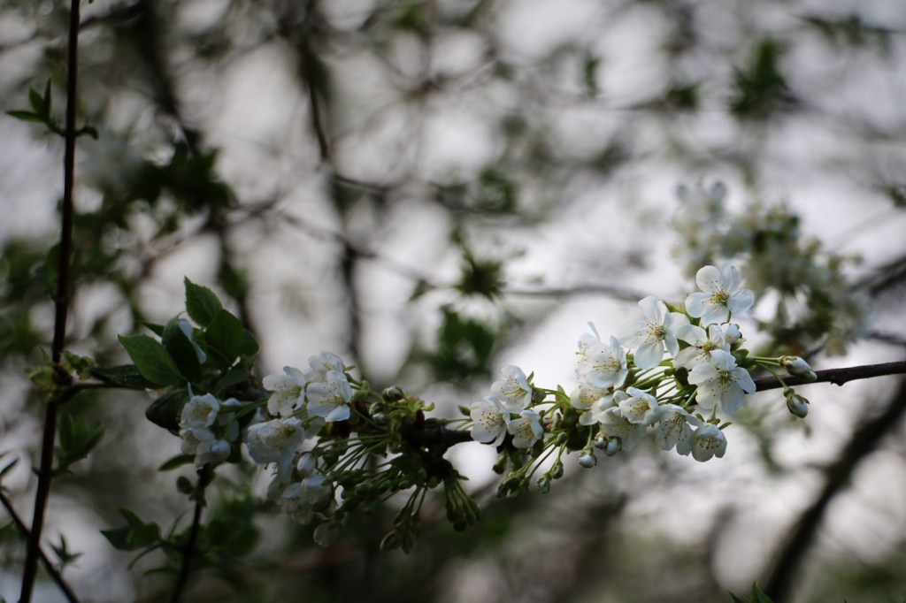 Spring blossom