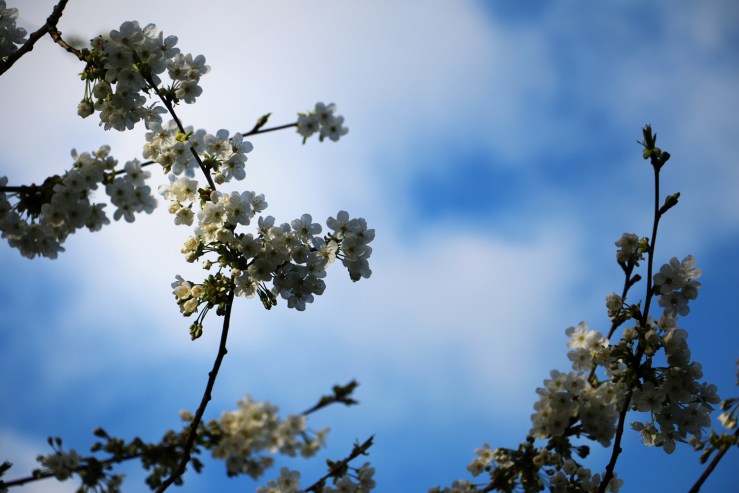 Spring blossom