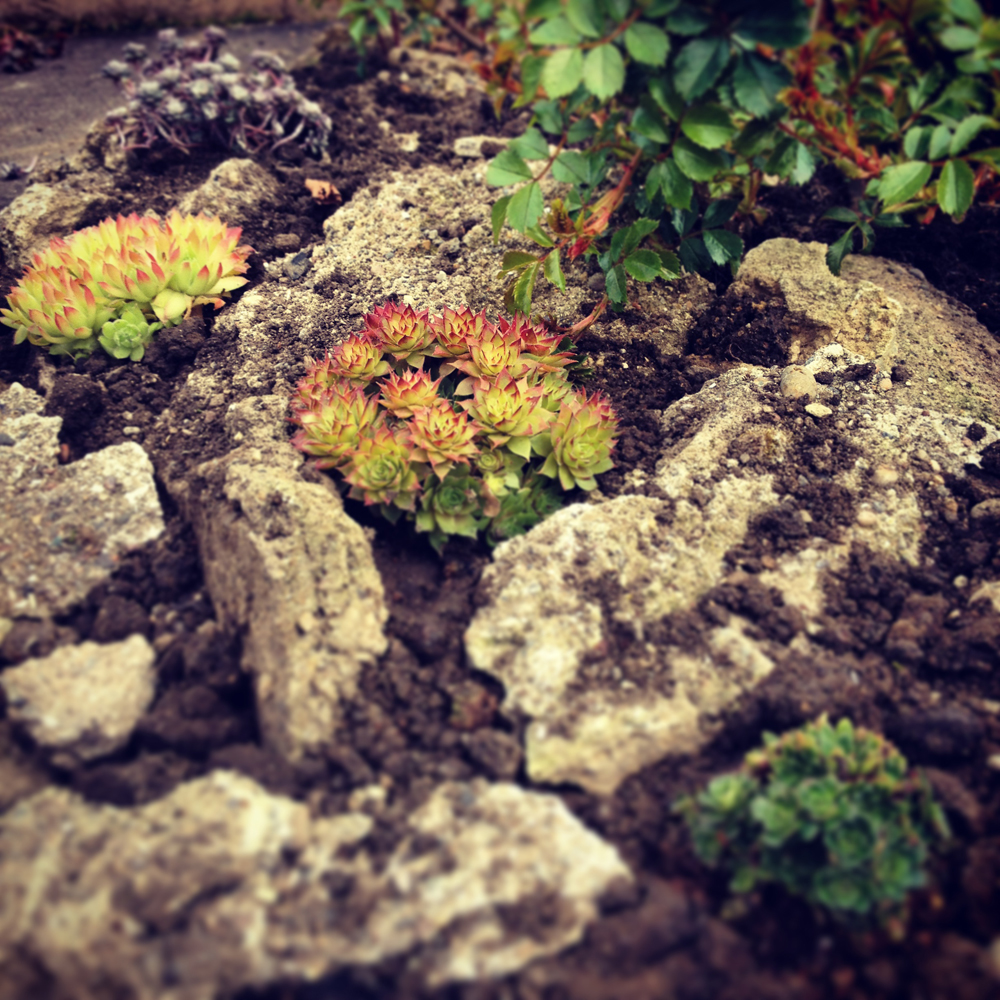 Rockery