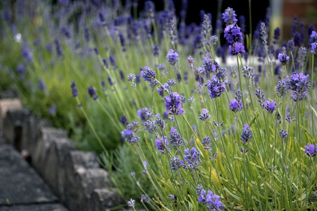 Lavender 2014