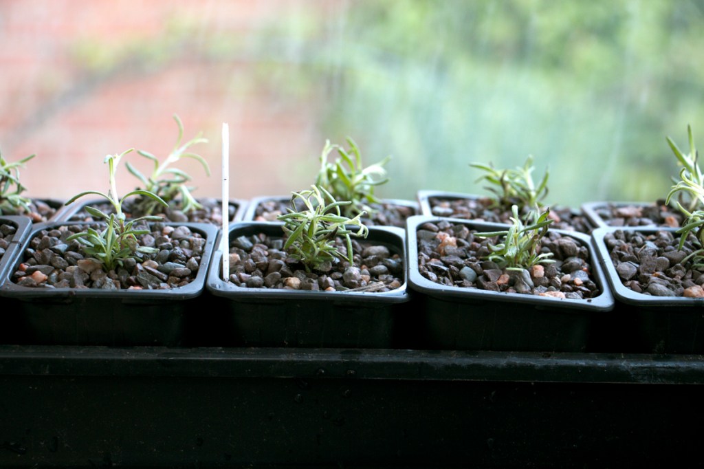 Lavender 2014