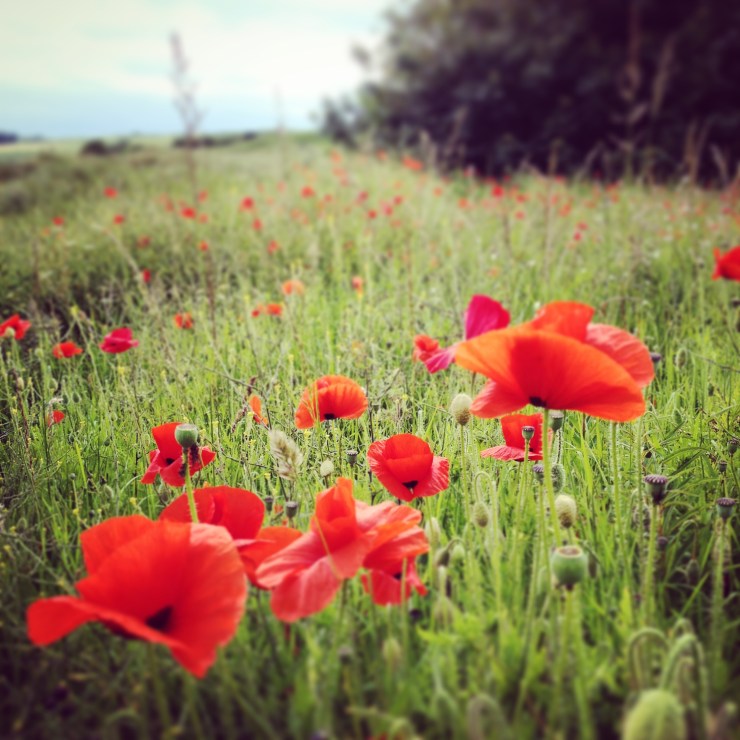 A Day Trip to Alnmouth