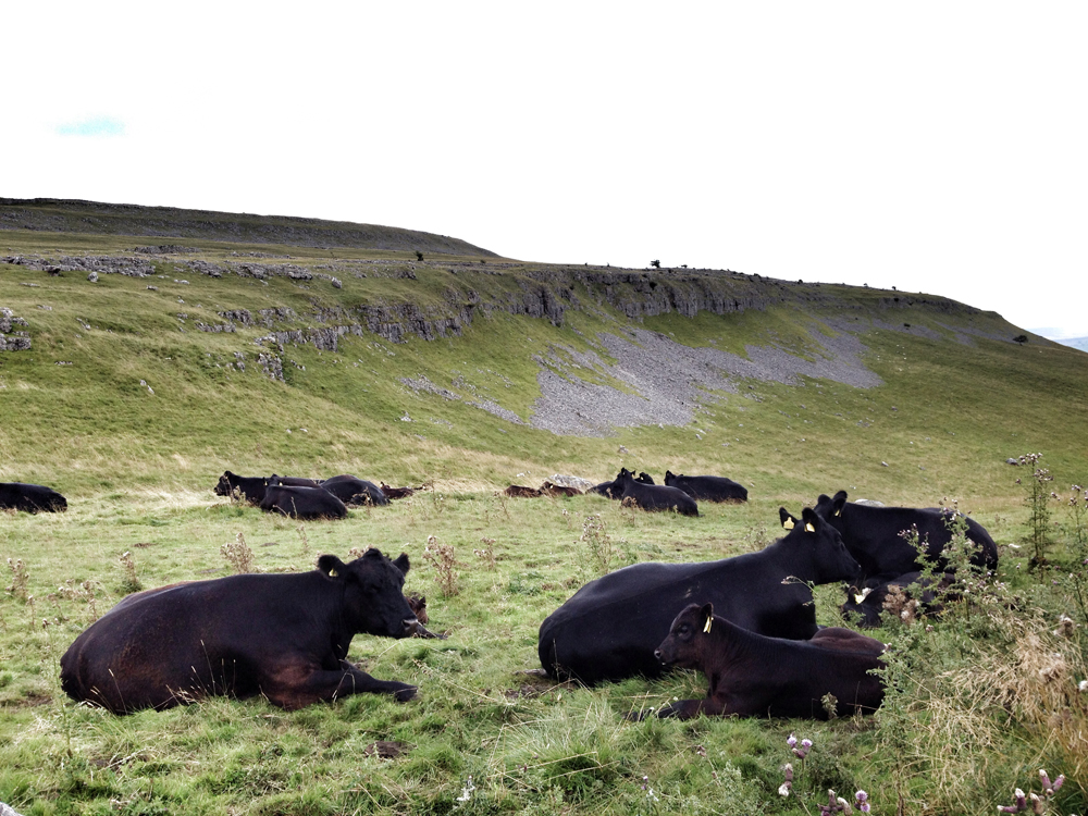 The slow walk on Yorkshire Three Peaks – Ingleborough
