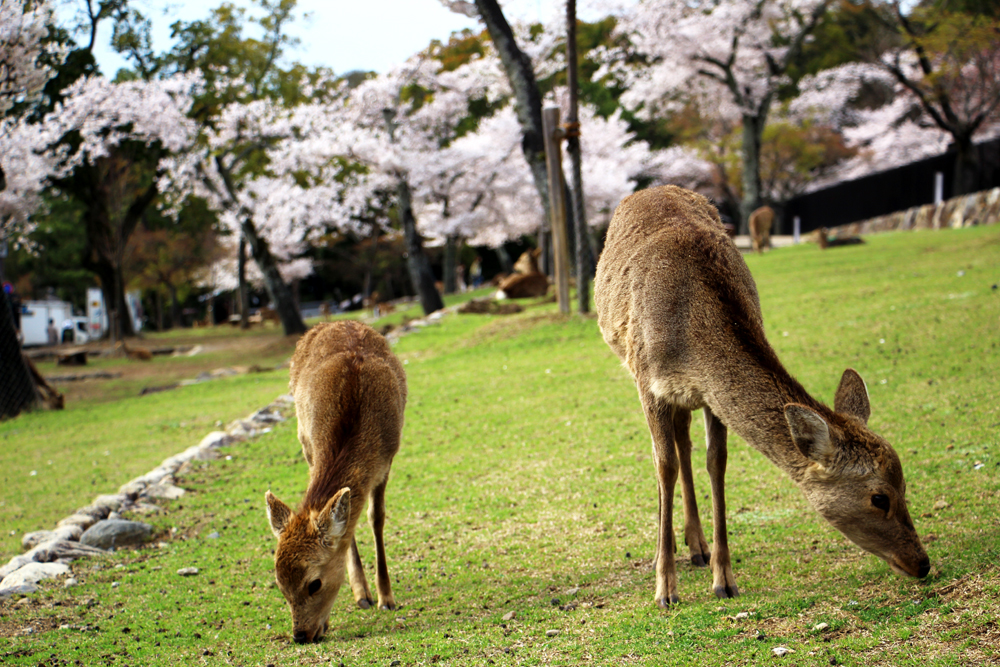 April in Japan