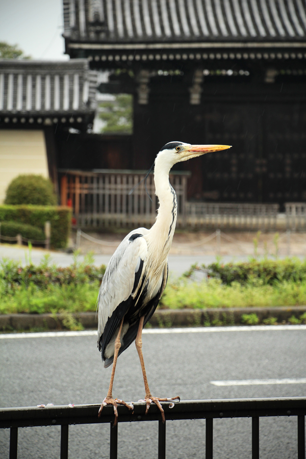 April in Japan