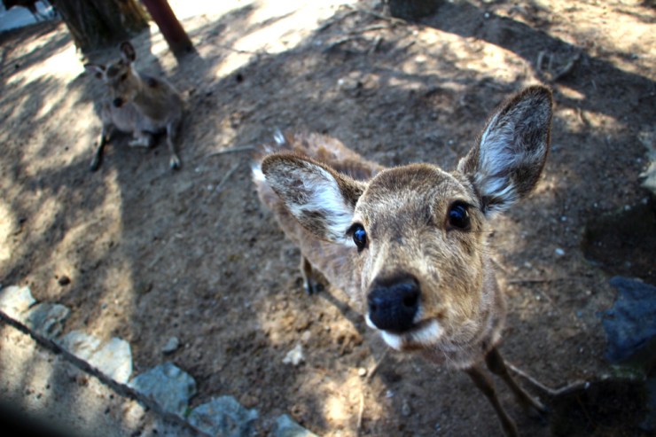 April in Japan - The Joy of Walking in Slippers for 5 Hours