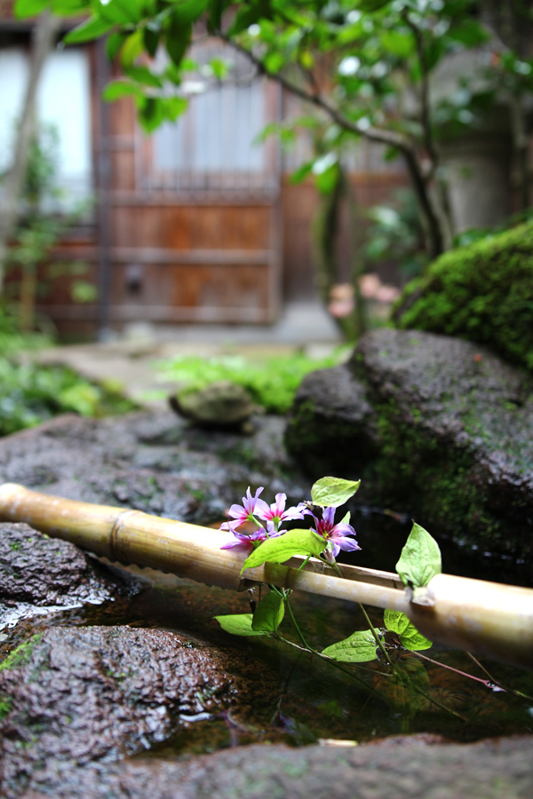 April in Japan - Marsh of Gold