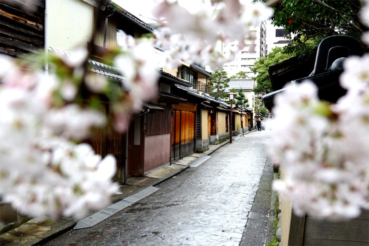 April in Japan - Marsh of Gold