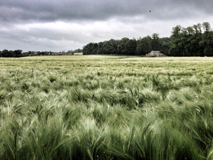 It was almost harvest season. The wave of greenness was like a dream.