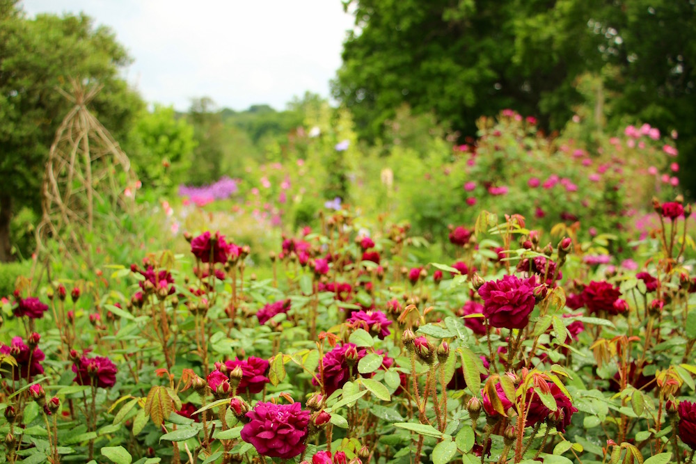 Glimpses of Sissinghurst Castle Garden
