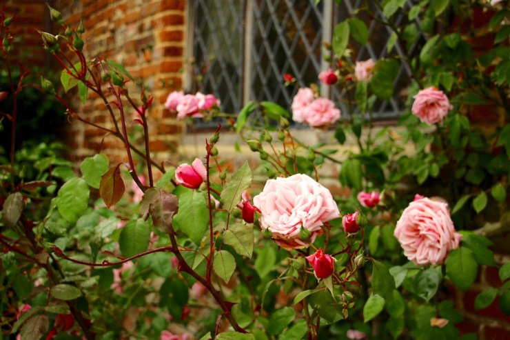 Glimpses of Sissinghurst Castle Garden